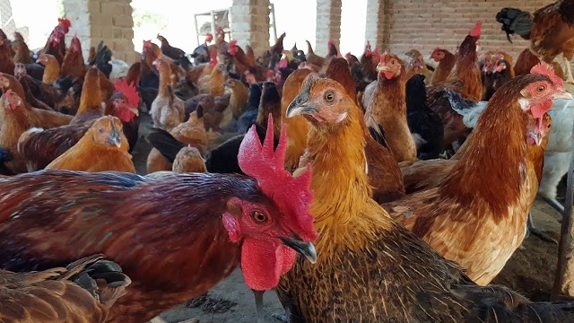 সোনালী মুরগি (Sonli chicken)